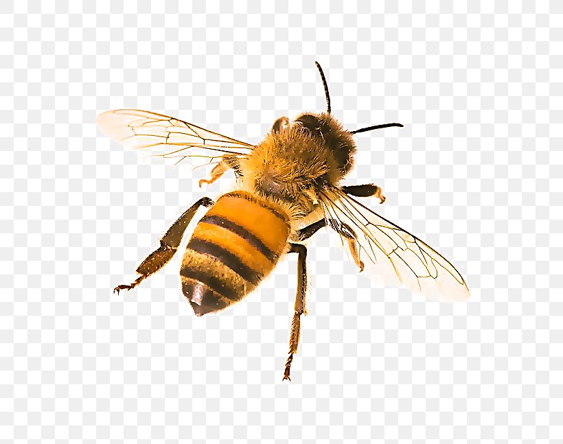Bumblebee, PNG, 647x647px, Bee, Bumblebee, Honeybee, Hornet, Insect Download Free