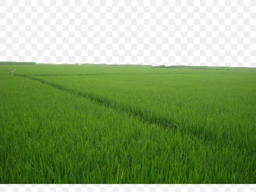 Crop Grassland Grasses Lawn Energy, PNG, 1024x768px, Crop, Agriculture, Computer, Energy, Family Download Free