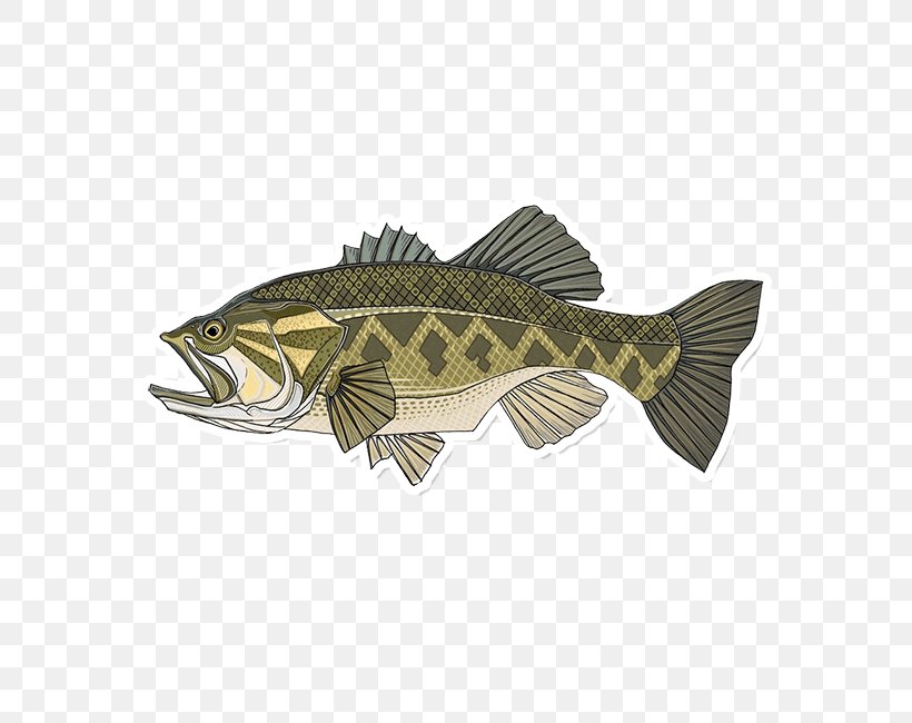 Largemouth Bass Smallmouth Bass Bass Fishing, PNG, 650x650px, Largemouth Bass, Angling, Bass, Bass Fishing, Black Basses Download Free