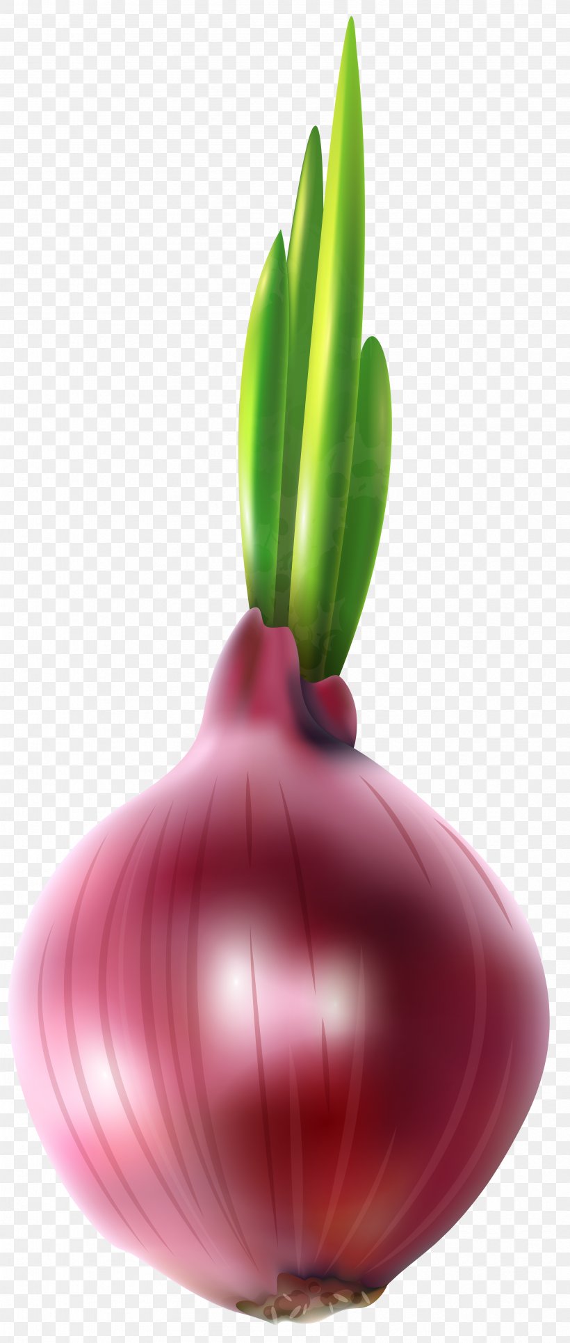 Onion Computer File, PNG, 3398x8000px, Blooming Onion, Allium Fistulosum, Blog, Flower, Flowering Plant Download Free