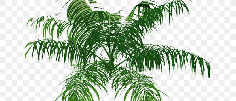 Arecaceae Tree Plan, PNG, 672x353px, Arecaceae, Architecture, Arecales, Attalea Speciosa, Branch Download Free