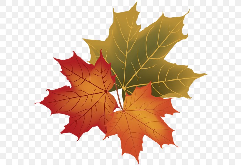 Autumn Leaf Color Royalty-free, PNG, 600x561px, Autumn Leaf Color, Art, Autumn, Leaf, Maple Leaf Download Free