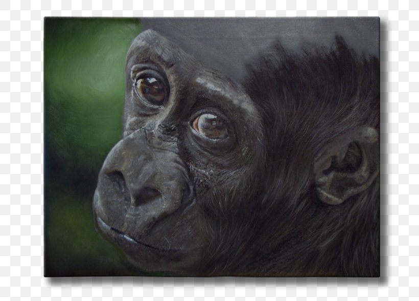 Common Chimpanzee Gorilla Animal Wildlife Painting, PNG, 784x588px, Common Chimpanzee, Animal, Chimpanzee, Fauna, Gorilla Download Free