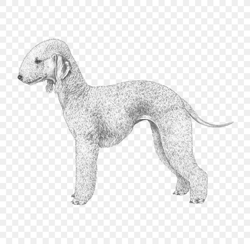 Dog Breed Whippet Bedlington Terrier Italian Greyhound, PNG, 800x800px, Dog Breed, Animal, Animal Husbandry, Bedlington, Bedlington Terrier Download Free