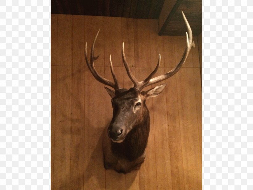 Elk Black Creek Antler Taxidermy Fish, PNG, 1080x810px, Elk, Antler, Deer, Email, Family Business Download Free