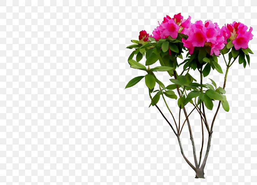 Japanese Photinia Floral Design Cut Flowers Shrub, PNG, 1824x1311px, Japanese Photinia, Azalea, Bougainvillea, Branch, Chinese Peony Download Free