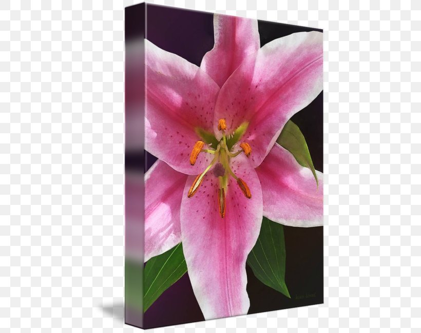 Pink M Wildflower Lily M, PNG, 452x650px, Pink M, Flora, Flower, Flowering Plant, Lily Download Free