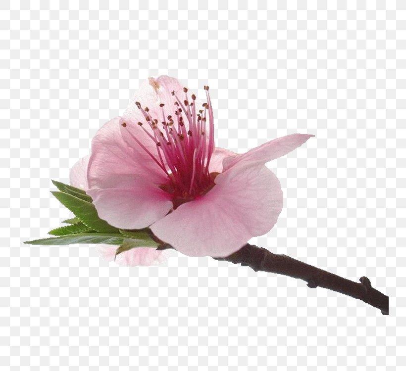 Blossom Petal Flower Rosemallows, PNG, 750x750px, 3d Computer Graphics, Blossom, Alstroemeriaceae, Branch, Cherry Blossom Download Free