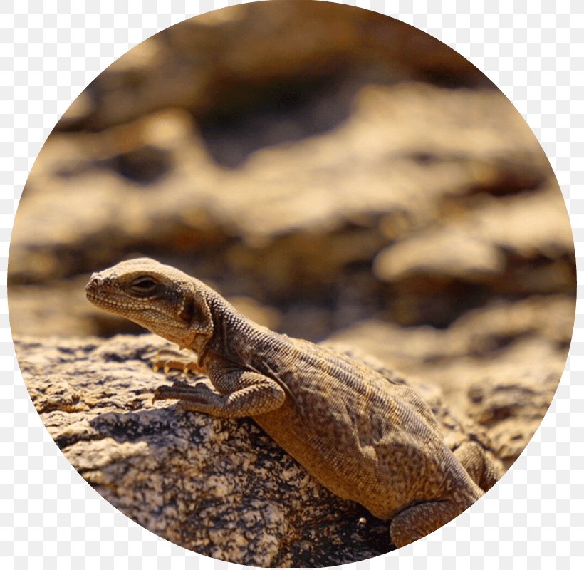 Social Media Dragon Lizards Photographer Photographic Assistant, PNG, 800x800px, Social Media, Agama, Agamidae, Animal, Concert Tour Download Free