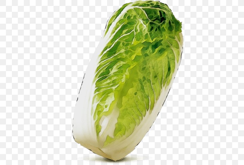 Vegetable Food Cabbage Leaf Vegetable Romaine Lettuce, PNG, 800x557px, Watercolor, Cabbage, Chinese Cabbage, Cruciferous Vegetables, Food Download Free