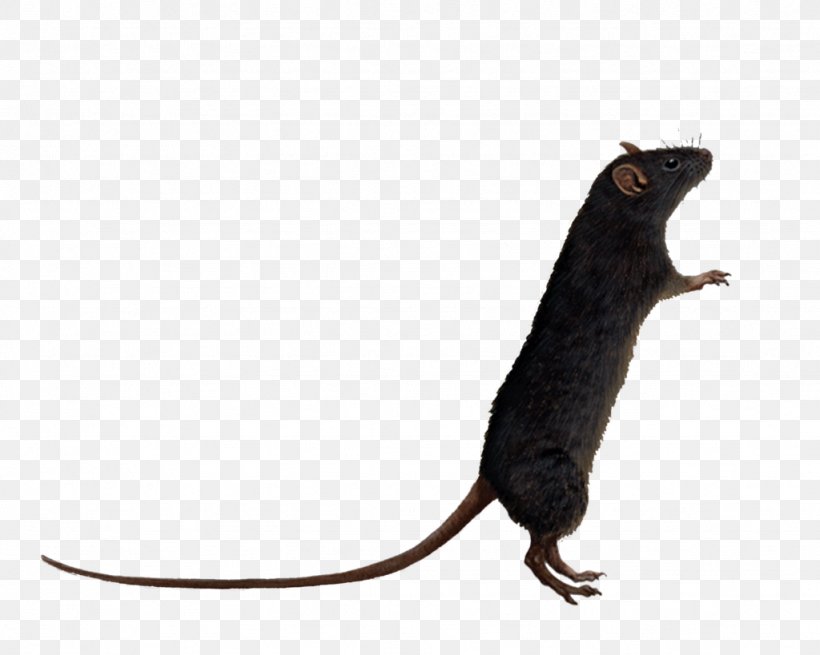 Brown Rat Mouse Clip Art, PNG, 1024x819px, Brown Rat, Agouti Rat, Black Rat, Deviantart, Fauna Download Free