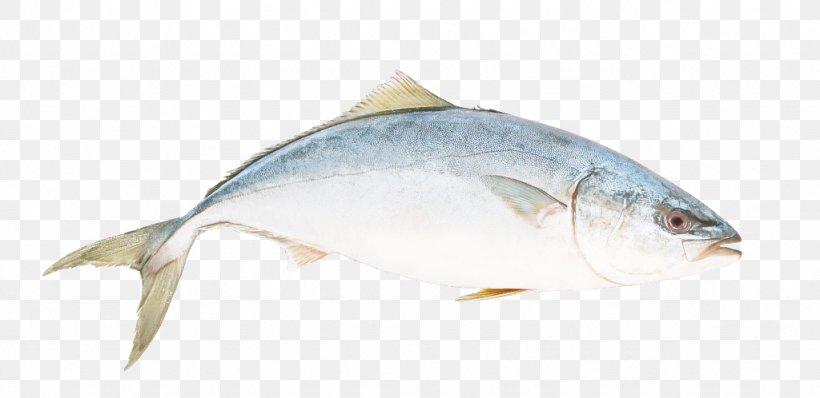 Fish Fish Fish Products Bony-fish Albacore Fish, PNG, 1024x498px, Fish, Albacore Fish, Bonyfish, Fin, Fish Products Download Free