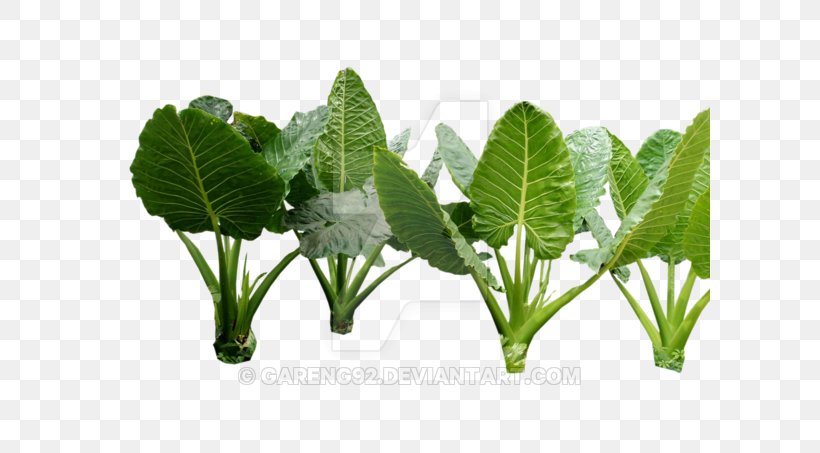 Leaf Vegetable Herb, PNG, 600x453px, Leaf, Grass, Herb, Leaf Vegetable, Plant Download Free