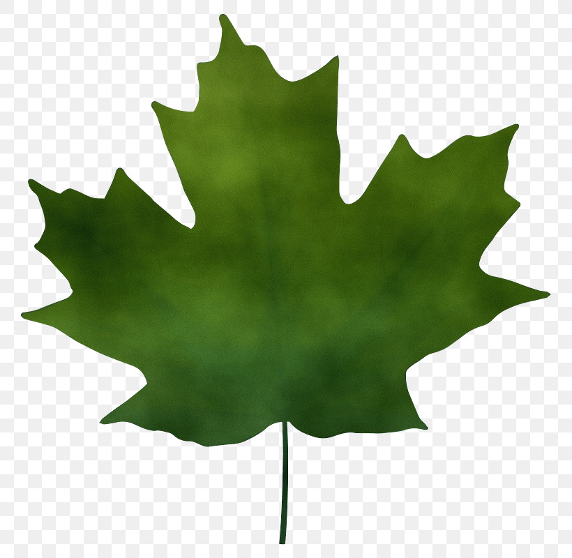 Maple Leaf, PNG, 800x800px, Watercolor, Autumn, Autumn Leaf Color, Blue, Color Download Free