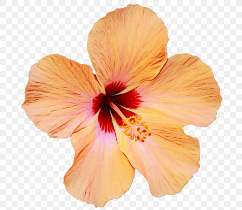 Orange, PNG, 713x711px, Watercolor, Chinese Hibiscus, Flower, Flowering Plant, Hawaiian Hibiscus Download Free