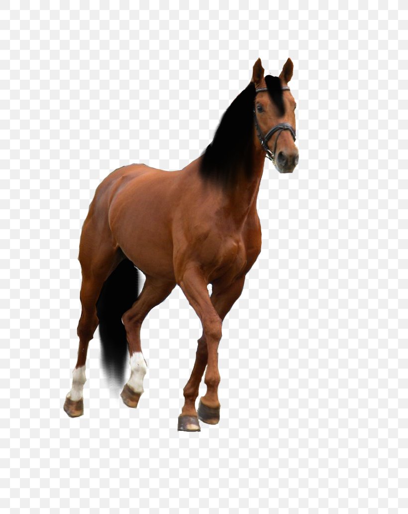 American Quarter Horse American Paint Horse Drawing Horse Training, PNG, 774x1032px, American Quarter Horse, American Paint Horse, Animal, Animation, Bridle Download Free