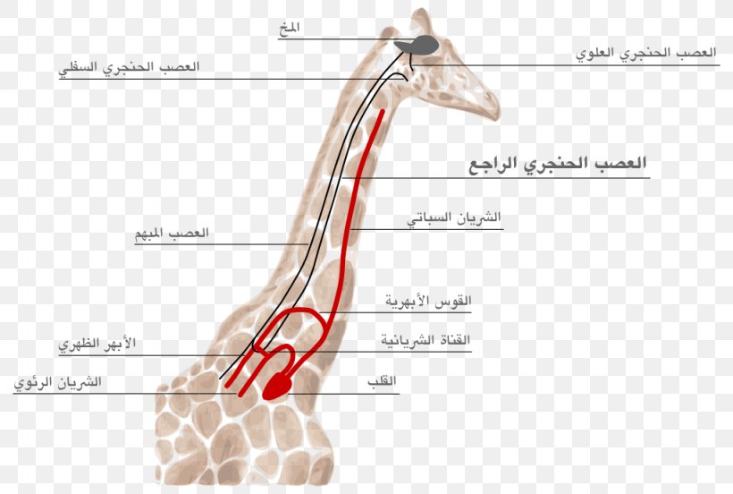Giraffe Anatomy Heart