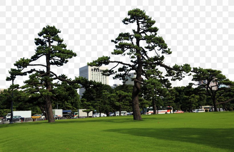 Tokyo Imperial Palace Ueno Park Tokyo Bay, PNG, 1200x780px, Tokyo Imperial Palace, Architecture, Biome, Conifer, Evergreen Download Free