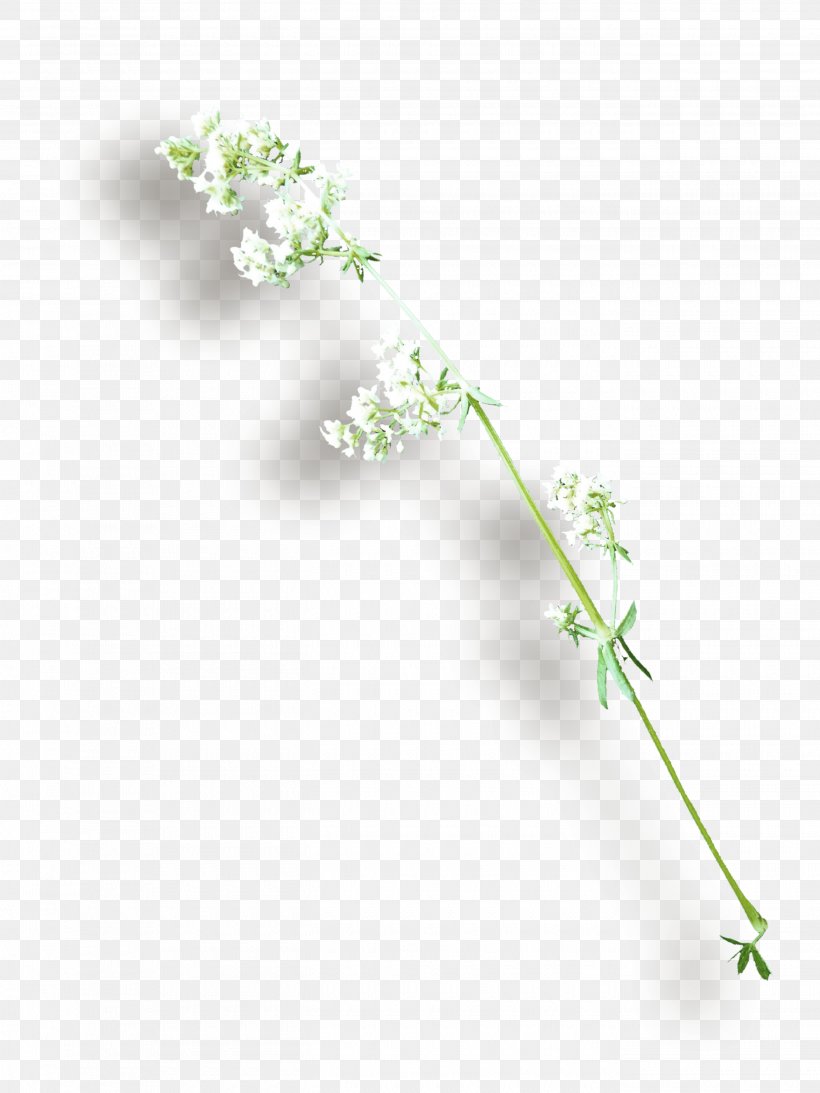 Twig Plant Stem Leaf Lilac Flower, PNG, 2700x3600px, Twig, Branch, Flora, Flower, Flowering Plant Download Free