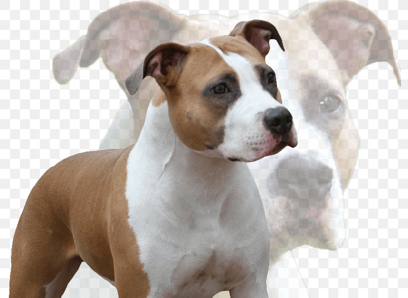 American Staffordshire Terrier American Pit Bull Terrier Staffordshire Bull Terrier Dog Breed, PNG, 793x600px, American Staffordshire Terrier, American Pit Bull Terrier, Ataxia, Behavior, Breed Download Free