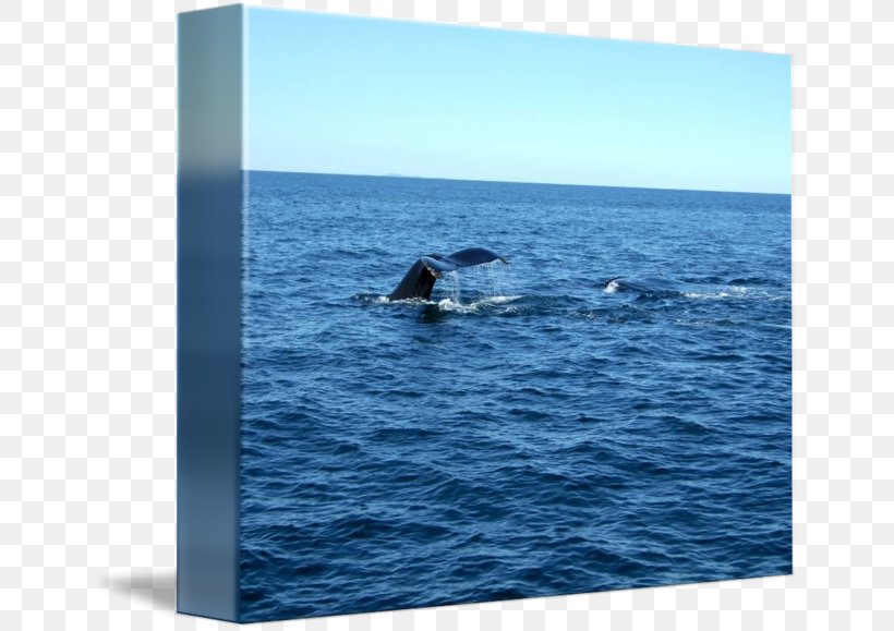 Gray Whale Douchegordijn Humpback Whale Dolphin Water, PNG, 650x579px, Gray Whale, Cetacea, Curtain, Dolphin, Douchegordijn Download Free