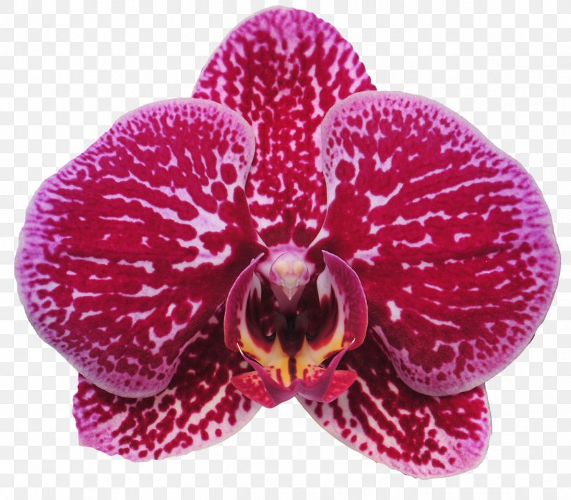 Moth Orchids Sinon Orchids Cut Flowers Plant, PNG, 1343x1176px, Moth Orchids, Cut Flowers, Flower, Flowering Plant, Fuchsia Download Free