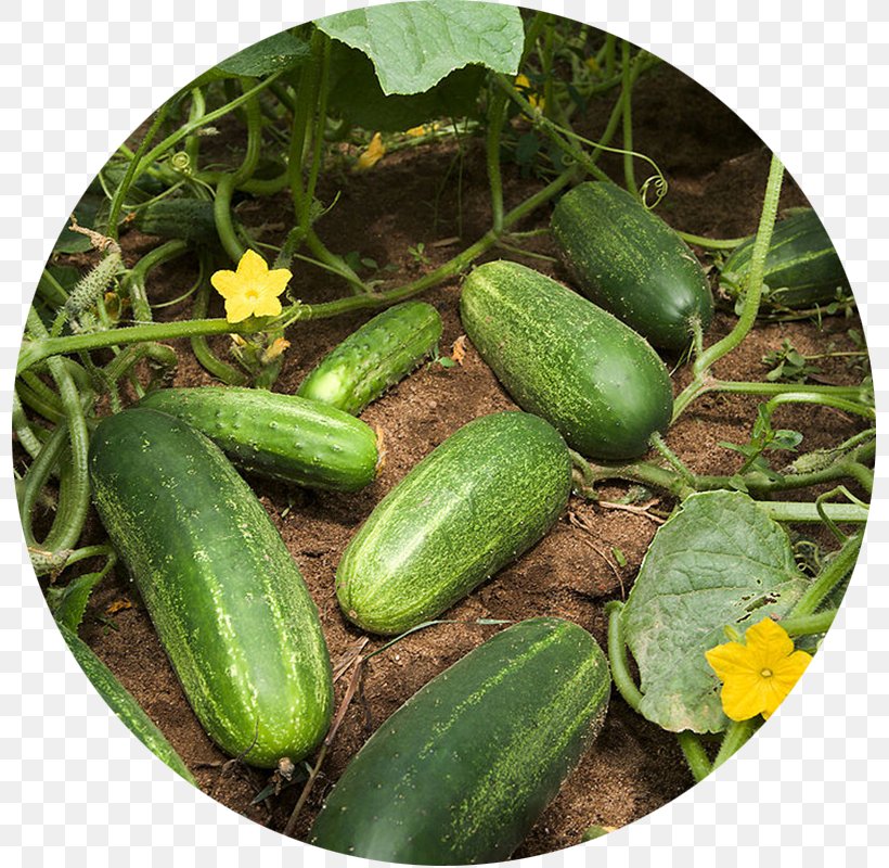 Pickled Cucumber Slicing Cucumber Vegetable Garden Zucchini, PNG, 800x800px, Pickled Cucumber, Conventionally Grown, Cucumber, Cucumber Gourd And Melon Family, Cucumis Download Free