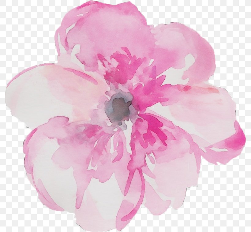Rose Flower Drawing, PNG, 786x758px, Watercolor, Blossom, Cherry Blossom, Chinese Peony, Common Peony Download Free