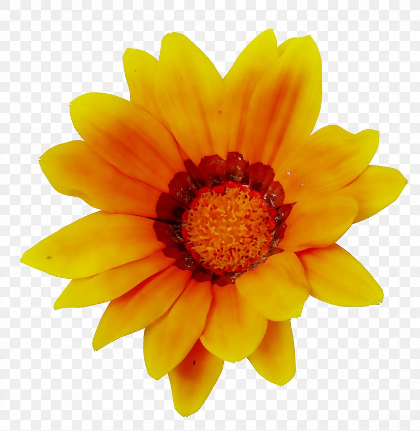The Flower Fields Common Sunflower Image Transvaal Daisy, PNG, 2589x2657px, Flower Fields, Annual Plant, Artificial Flower, Barberton Daisy, Blog Download Free