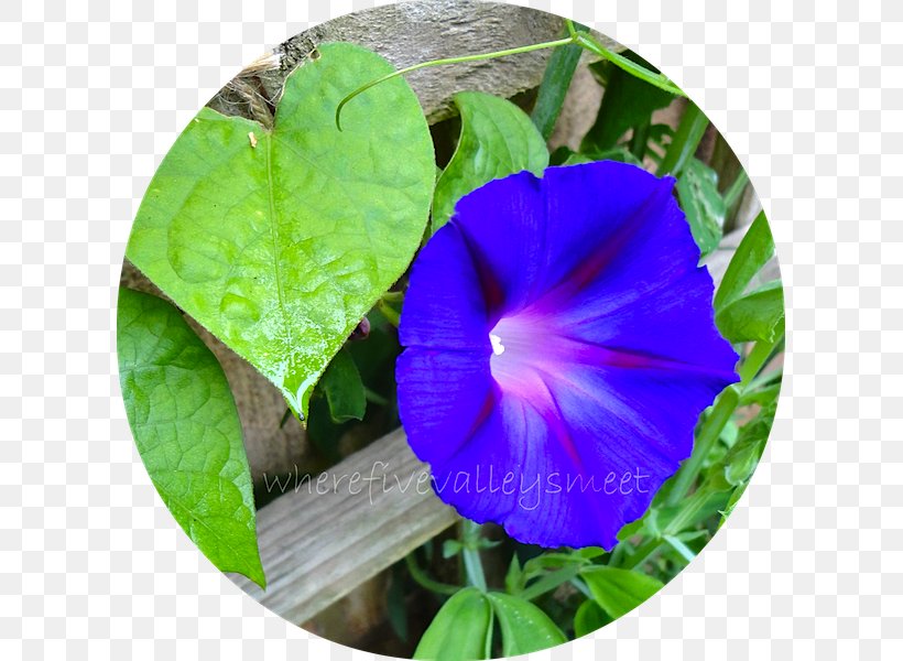 Beach Moonflower Annual Plant, PNG, 607x600px, Beach Moonflower, Annual Plant, Blue, Flower, Flowering Plant Download Free