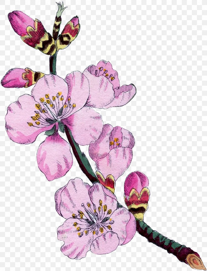 Botanical Illustration Botany Almond Blossoms Flower, PNG, 1372x1800px, Botanical Illustration, Almond, Almond Blossoms, Art, Blossom Download Free