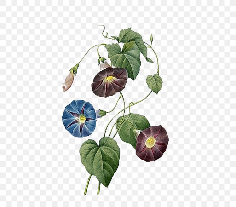 Ipomoea Quamoclit Ipomoea Indica Ipomoea Purpurea Morning Glory Flower, PNG, 500x720px, Watercolor, Cartoon, Flower, Frame, Heart Download Free