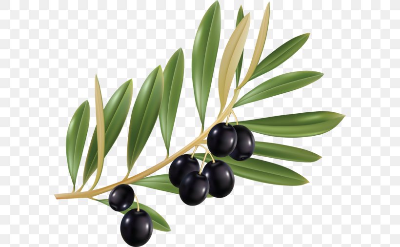 Olive Leaf Olive Branch, PNG, 600x506px, Olive Leaf, Bilberry, Cailletier, Food, Fruit Download Free