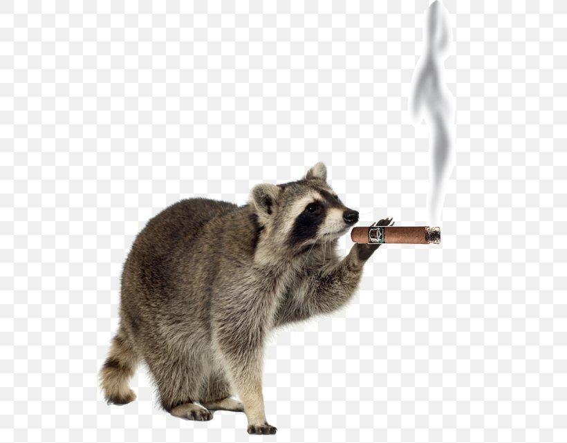 Raccoon Pest Control, PNG, 570x641px, Raccoon, Animal, Carnivoran, Cockroach, Fauna Download Free