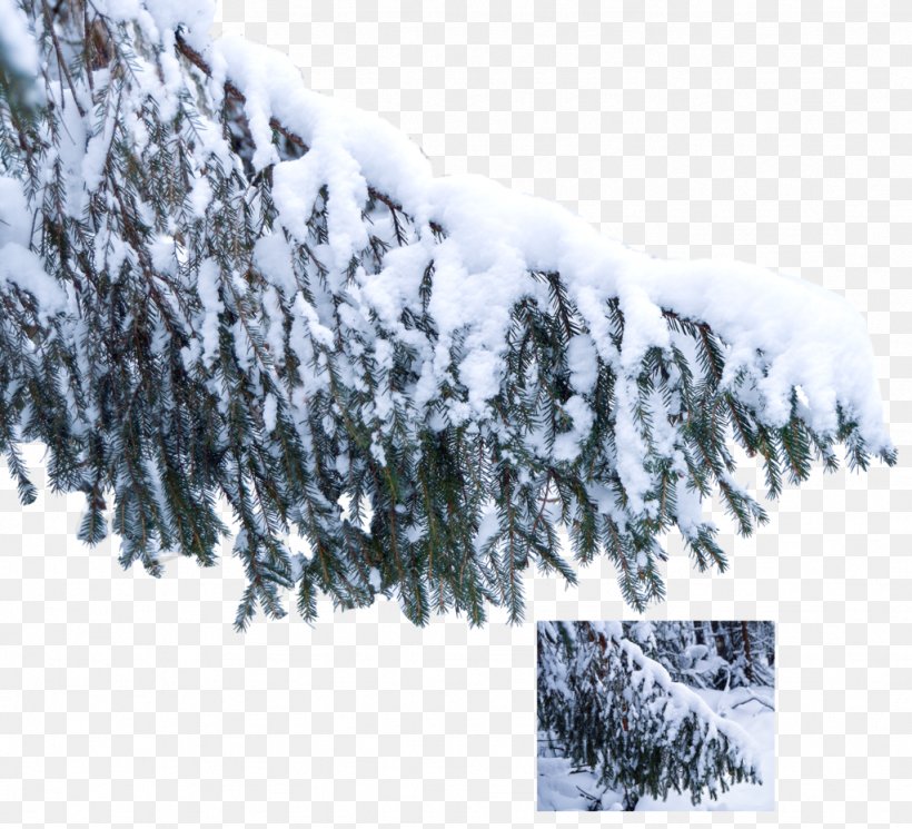 Tree Snow Branch Pine Winter, PNG, 1024x931px, Tree, Branch, Christmas Tree, Conifer, Conifers Download Free