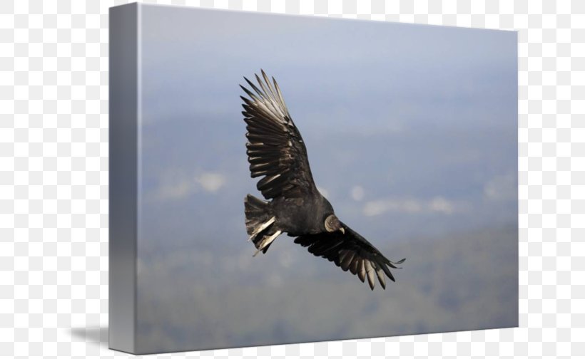 Bald Eagle Hawk Beak Feather, PNG, 650x504px, Bald Eagle, Accipitriformes, Beak, Bird, Bird Of Prey Download Free