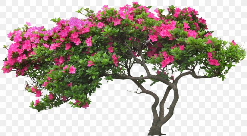 Flower Tree Plant, PNG, 1280x707px, Flower, Arecaceae, Azalea, Branch, Flora Download Free