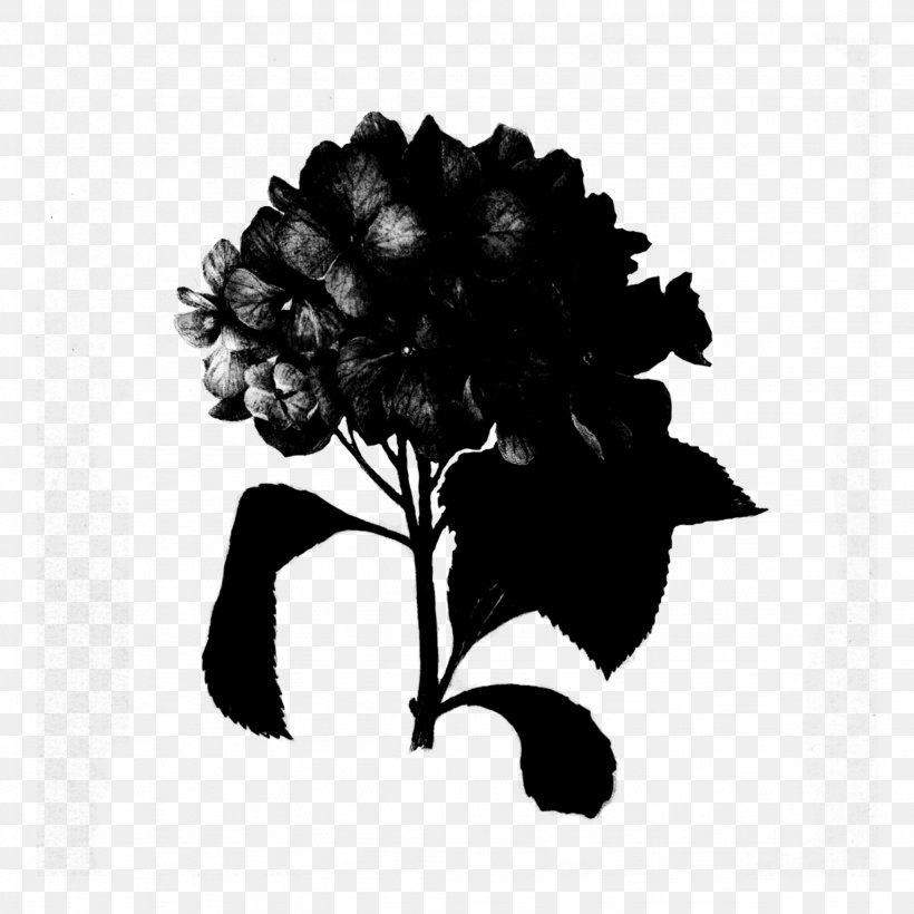 Hydrangea Abziehtattoo Black & White, PNG, 2048x2048px, Hydrangea, Abziehtattoo, Black White M, Blackandwhite, Botany Download Free