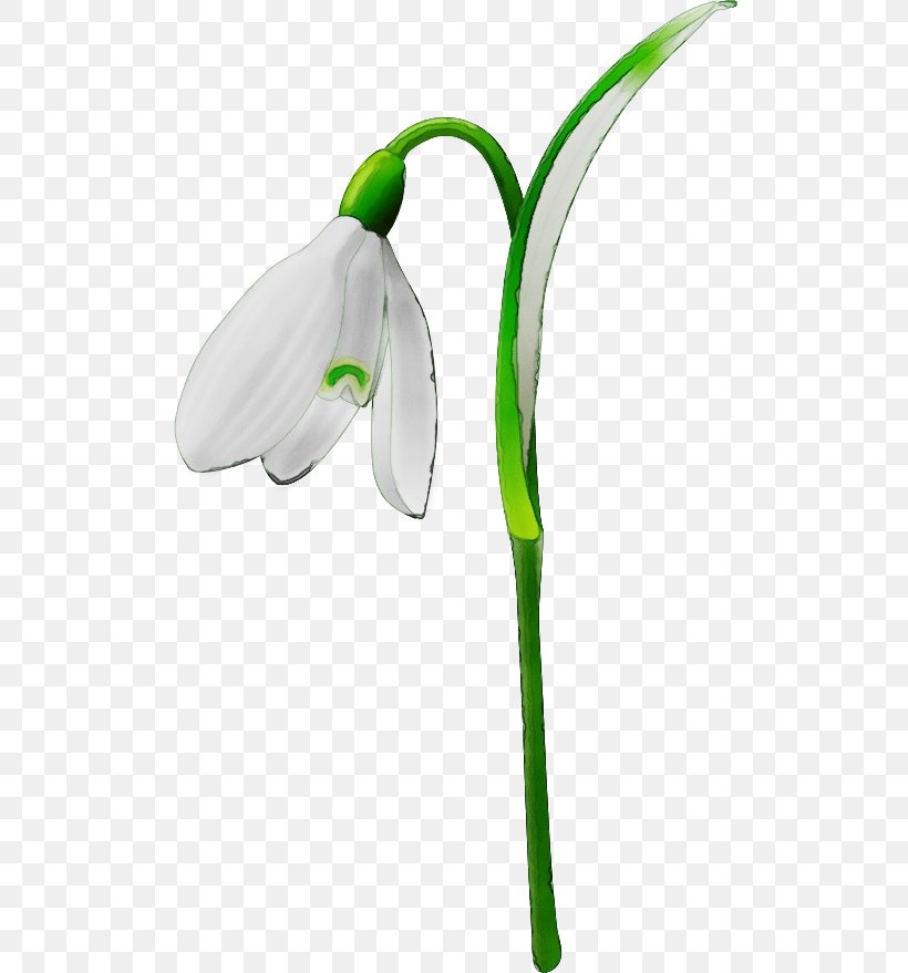Snowdrop Flower Green Plant Galanthus, PNG, 512x879px, Watercolor, Amaryllis Family, Arum Family, Flower, Flowering Plant Download Free