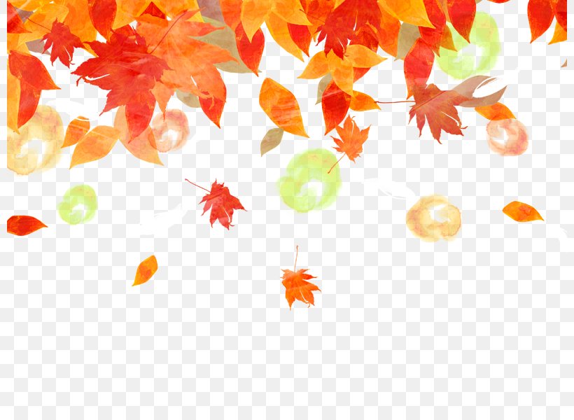 Background Fall Maple Leaf, PNG, 800x600px, Autumn, Autumn Leaf Color, Autumn Leaves, Leaf, Maple Leaf Download Free