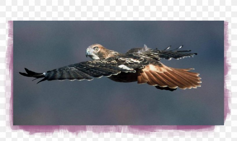 Eagle Buzzard Hawk Stock Photography Beak, PNG, 1349x808px, Eagle, Accipitriformes, Beak, Bird, Bird Of Prey Download Free