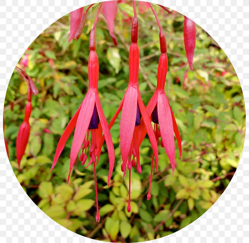 Google Fuchsia Petal Plant Stem, PNG, 800x800px, Google Fuchsia, Flora, Flower, Flowering Plant, Fuchsia Download Free