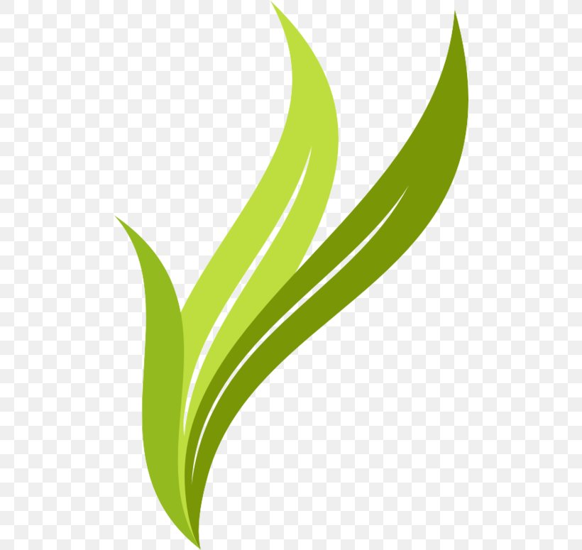 Leaf Logo Brand, PNG, 500x775px, Leaf, Brand, Grass, Green, Logo Download Free