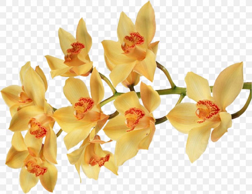 Moth Orchids Flower Color Desktop Wallpaper, PNG, 1200x924px, Orchids, Cattleya, Color, Ecology, Flower Download Free