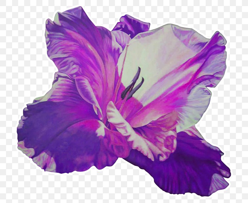 Rosemallows Violet Gladiolus Herbaceous Plant, PNG, 768x672px, Rosemallows, Family, Flower, Flowering Plant, Gladiolus Download Free