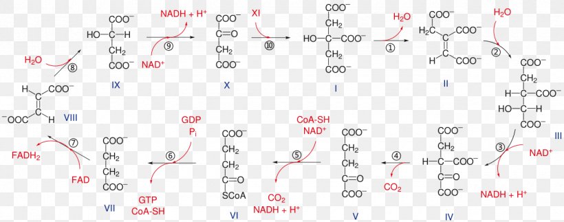 Citric Acid Cycle Aconitic Acid Glycolysis Metabolic Pathway, PNG, 1280x505px, Citric Acid Cycle, Acetic Acid, Acetylcoa, Aconitic Acid, Area Download Free