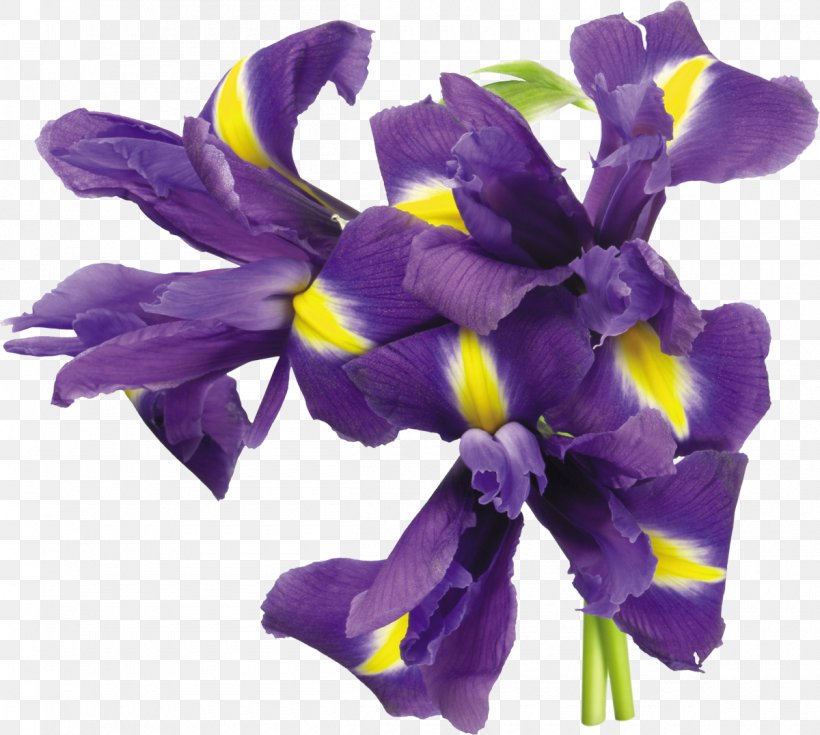 Irises Flower Plant, PNG, 1200x1076px, Irises, Cut Flowers, Digital Image, Flower, Flowering Plant Download Free