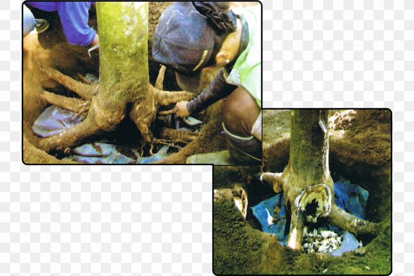 Pará Rubber Tree Reptile Rigidoporus Microporus Natural Rubber, PNG, 841x561px, Reptile, Animal, Com, Disease, Fauna Download Free