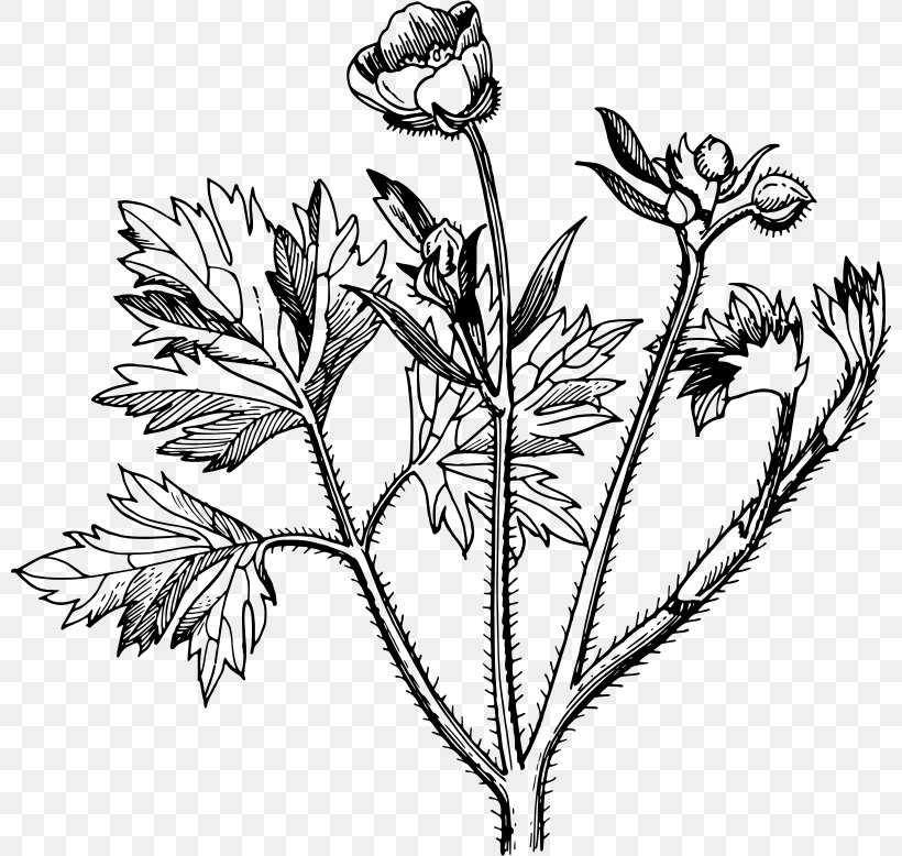 Buttercup Clip Art, PNG, 800x778px, Buttercup, Aquatic Plants, Black And White, Branch, Commodity Download Free