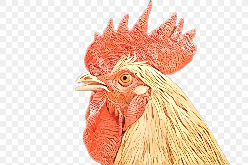 Chicken Rooster Bird Comb Beak, PNG, 2000x1332px, Chicken, Beak, Bird, Comb, Fowl Download Free